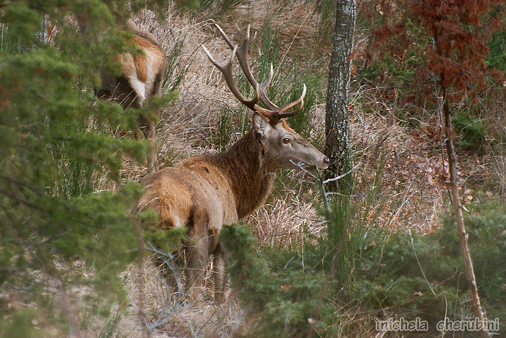 PASSIONE PER IL CERVO